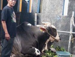 Qurban Bukan Sekadar Berbagi Daging, Tapi Momen Kebersamaan Umat Irfan Hakim Antar Langsung Sapi “Tornado” ke Masjid Al Jihad Bandung